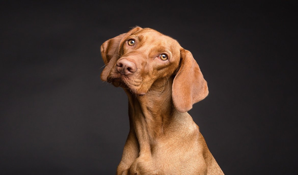 Detecteren, behandelen en voorkomen van Schurft bij Honden
